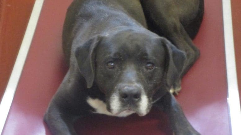 A black/white labrador retriever, looking at the camera