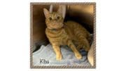 A orange tabby cat inside a cage, looking ahead