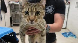 A tabby cat held by someone behind
