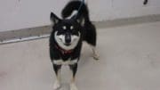 A black/white husky looking at the camera
