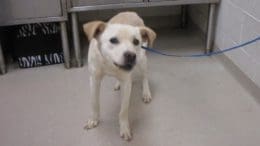 A blonde labrador retriever with a blue leash