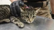 A tabby kitten held by someone behind