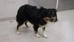 A tri-color Australian shepherd with a blue leash