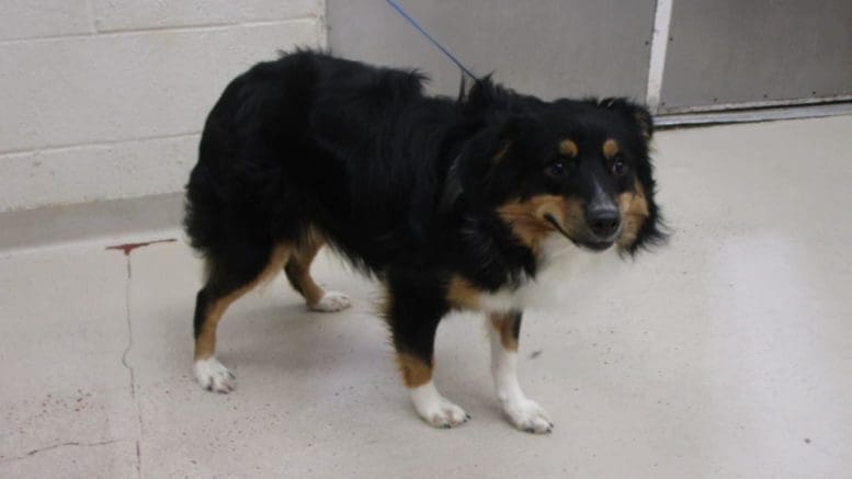 A tri-color Australian shepherd with a blue leash