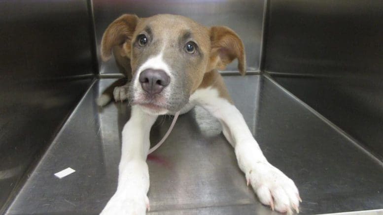 A brown/white puppy inside a cage, looking above