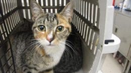 A tabby calico cat inside a cage, looking at the camera