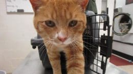 An orange/white tabby cat looking at the camera