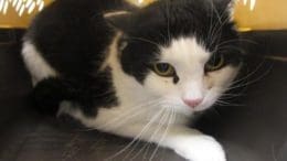 A black/white cat inside a cage