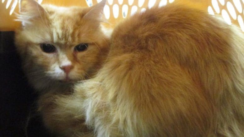 A orange/white cat inside a cage