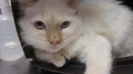A flame point cat inside a cage, looking at the camera
