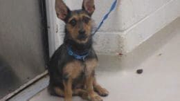 A tri-color terrier with a blue leash, looking at the camera