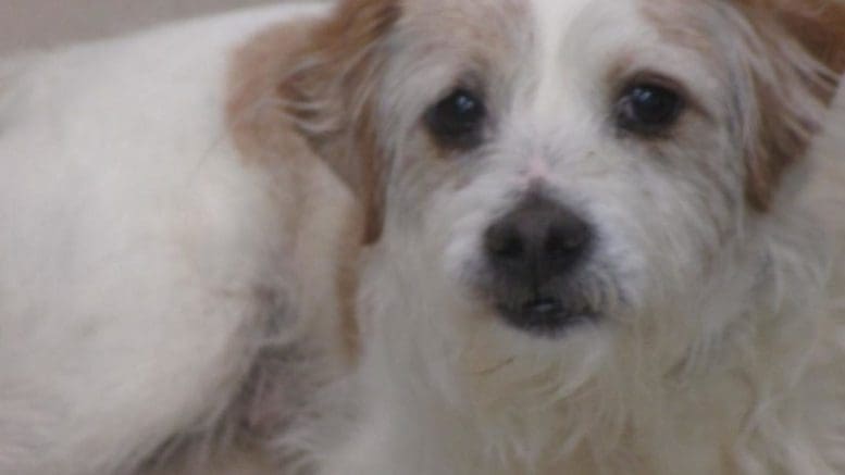 A white/brown dog looking at the camera