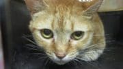 An orange/tabby cat inside a cage, looking at the camera