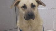 A tan/black dog with a blue leash, looking at the camera