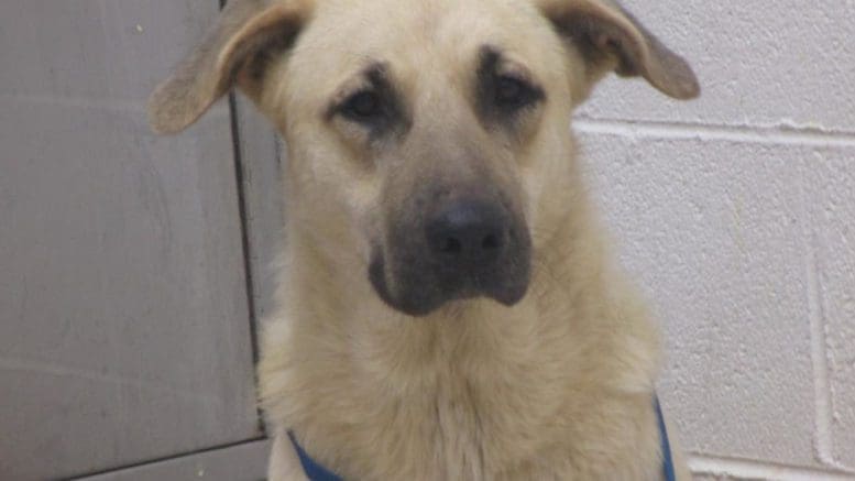 A tan/black dog with a blue leash, looking at the camera