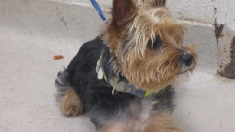 A tri-color dog with a blue leash