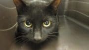 A black cat inside a cage, looking at the camera