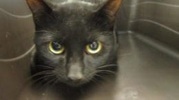 A black cat inside a cage, looking at the camera