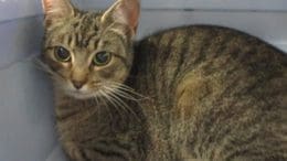 A brown tabby cat looking at the camera