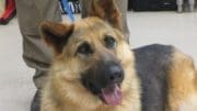 A black/tan german shepherd with tongue's out