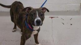 A brindle/white hound with a blue leash, looking at the camera