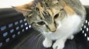 A tabby/calico cat inside a black cage