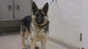 A black/tan german shepherd with a blue leash