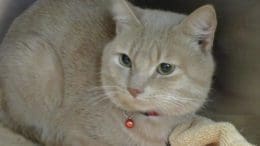 An orange/tabby cat inside a cage, with a necklace bell