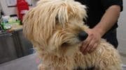 A tan poodle dog held by someone behind