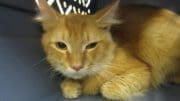 An orange tabby cat inside a cage, looking scared