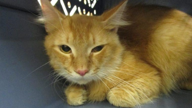 An orange tabby cat inside a cage, looking scared