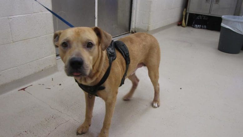 A tan/white labrador retriever with a blue leash