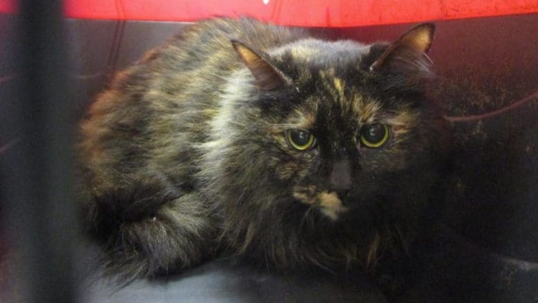 A tortoise shell cat inside a black and red cat, looking at the camera