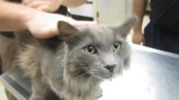 A gray cat held by someone behind