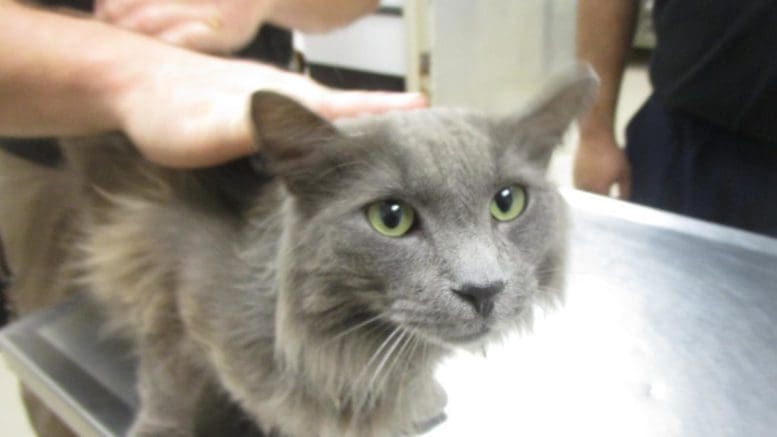 A gray cat held by someone behind