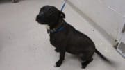 A brown/white pit bull with a blue leash