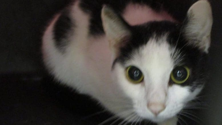 A white/black cat inside a cage, looking outside