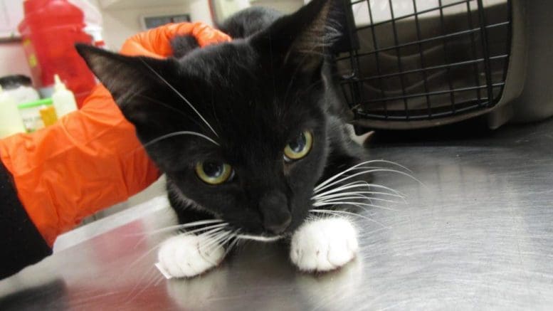 A black/white cat held by someone behind