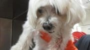 A white toy breed dog held by someone behind