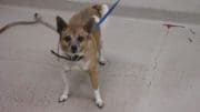 A white tan chihuahua with a blue leash