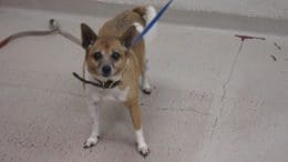 A white tan chihuahua with a blue leash