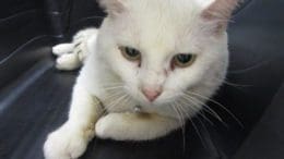 A white cat inside a cage