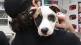 A tri-color dog held by someone