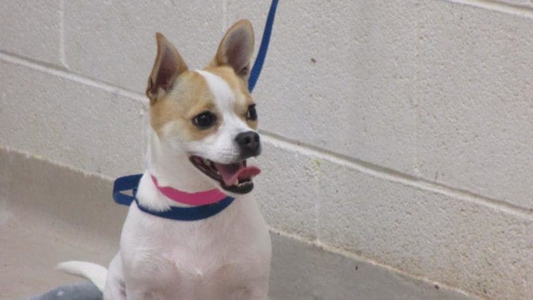 A white/tan chihuahua with a blue/pink leash, looking happy