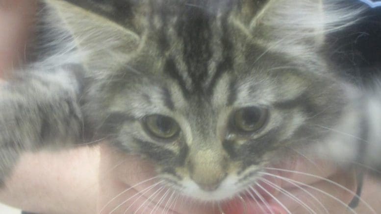 A tabby kitten held by someone behind