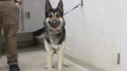 A tri-color German shepherd with a blue leash