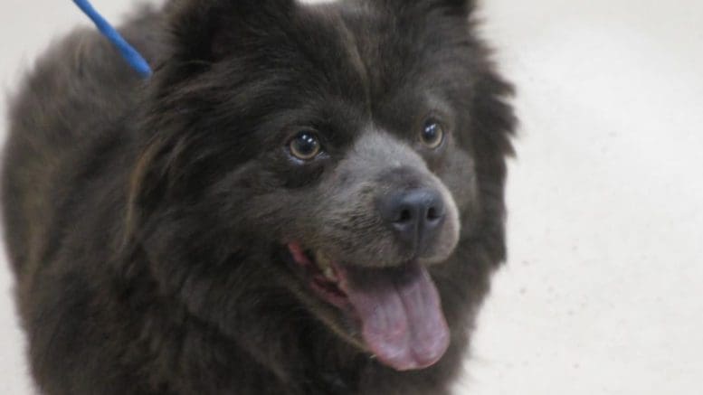 A black pomeranian with tongue's out