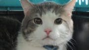 A tabby/white cat inside a cage, looking at the camera