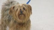 A tan/gray dog with a blue leash, looking at the camera