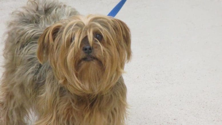 A tan/gray dog with a blue leash, looking at the camera